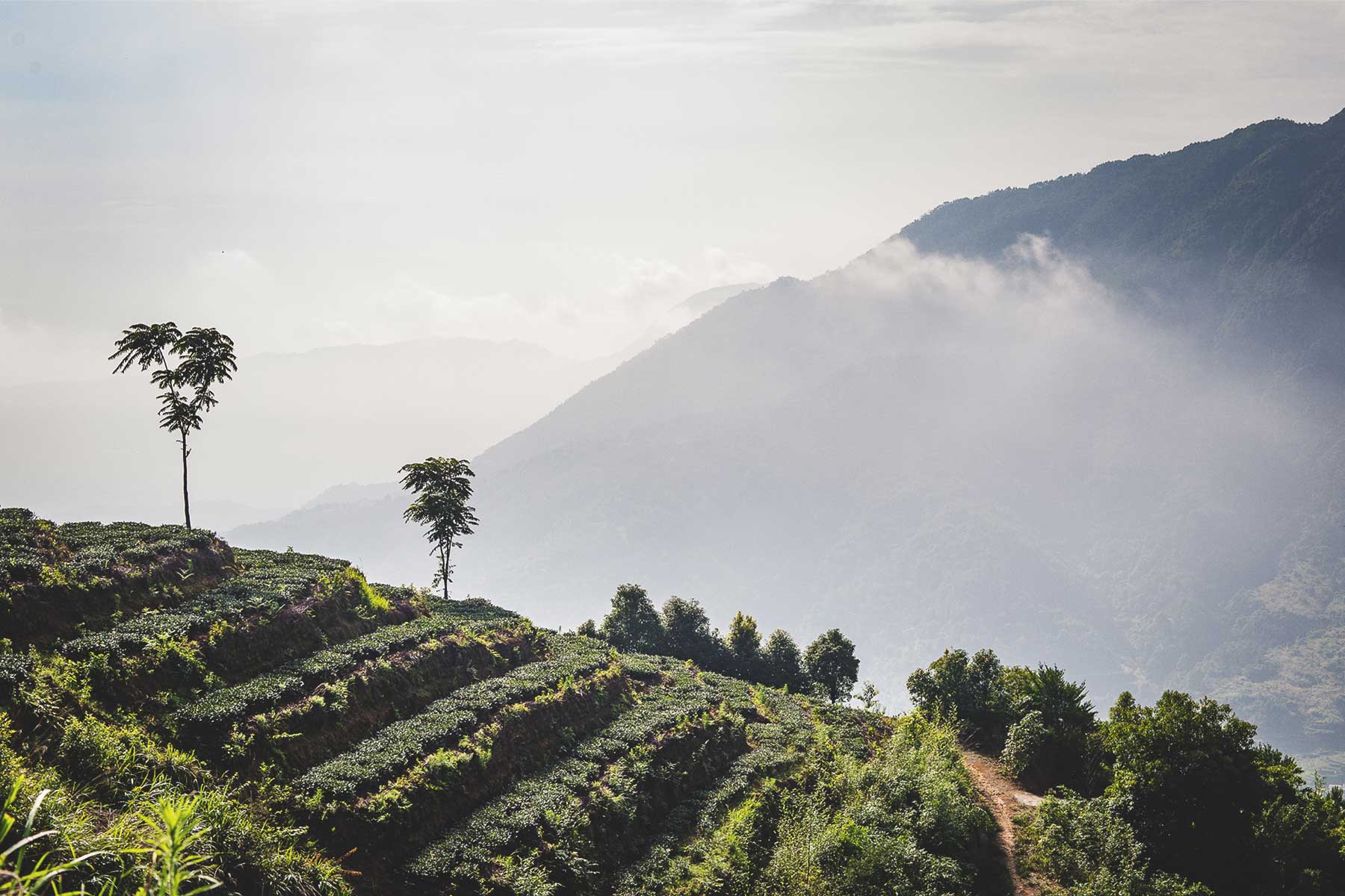 Exceptional Tea, Ethically Sourced